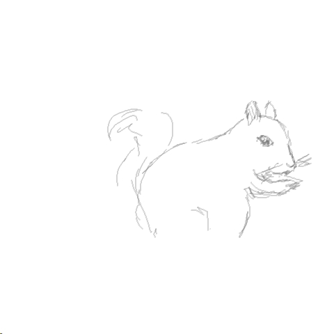 squirrel