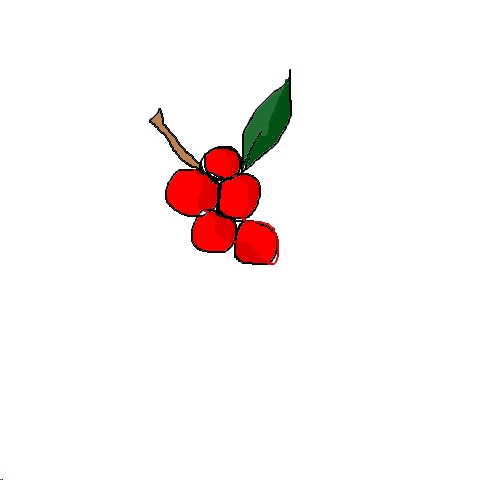 cranberry