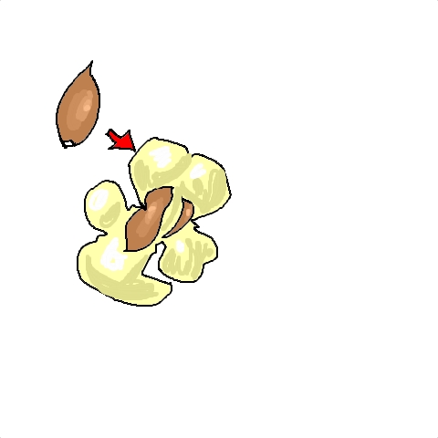 kernel