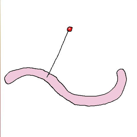 pin worm