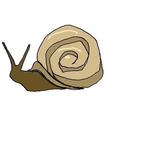 shell