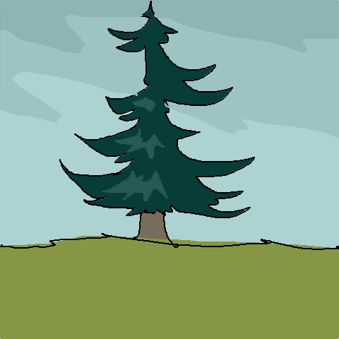 spruce