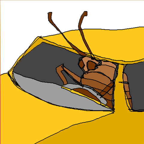 taxi cockroach (connection)