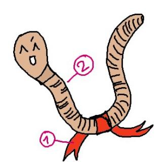 Bandwurm