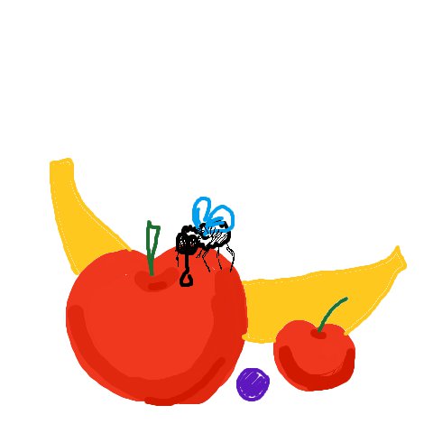 Fruchtfliege