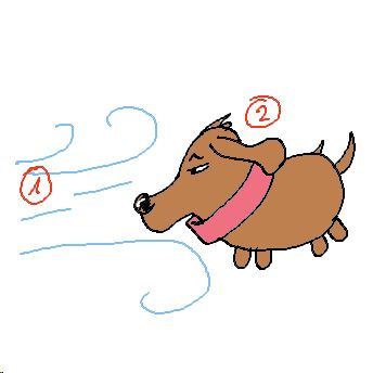 Windhund