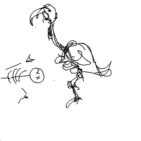 Aasgeier 1