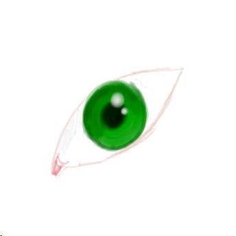 Auge
