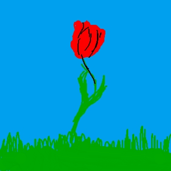 tulpe