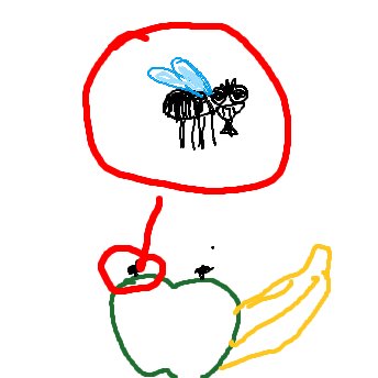 Fruchtfliege