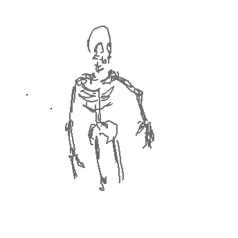 Skelett