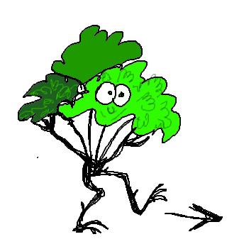Waldlauf