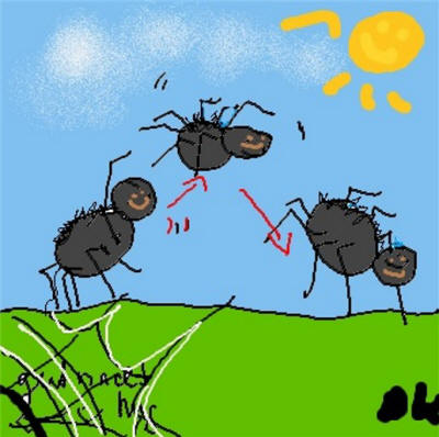 Springspinne