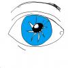 Auge