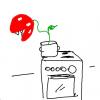 Topfpflanze (2)