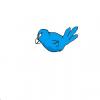 bluebird