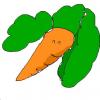 carrot