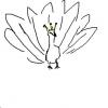peacock