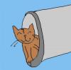 Rohrkatze