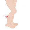 calf