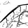 casket