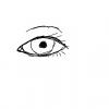 Auge