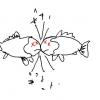 Blindfisch (2)