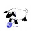 Wolle